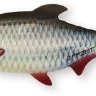 Блесна DAM Effzett Roach Spoon 62гр - Roach 