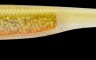 Силиконовая приманка Nories Spoon Tail Shad 4,5"- 03 1