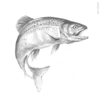 ЛОВЛЯ ФОРЕЛИ